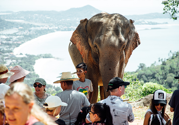 popup-samui